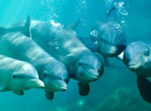 LOS SORPRENDENTES DELFINES