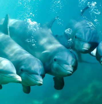 LOS SORPRENDENTES DELFINES