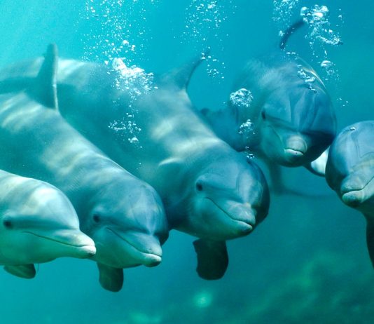LOS SORPRENDENTES DELFINES