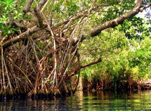 EL MANGLAR ES UN BOSQUE ENTRE EL MAR Y LA TIERRA