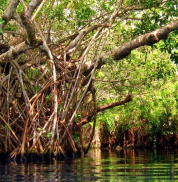 EL MANGLAR ES UN BOSQUE ENTRE EL MAR Y LA TIERRA