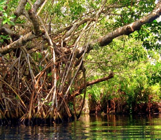 EL MANGLAR ES UN BOSQUE ENTRE EL MAR Y LA TIERRA