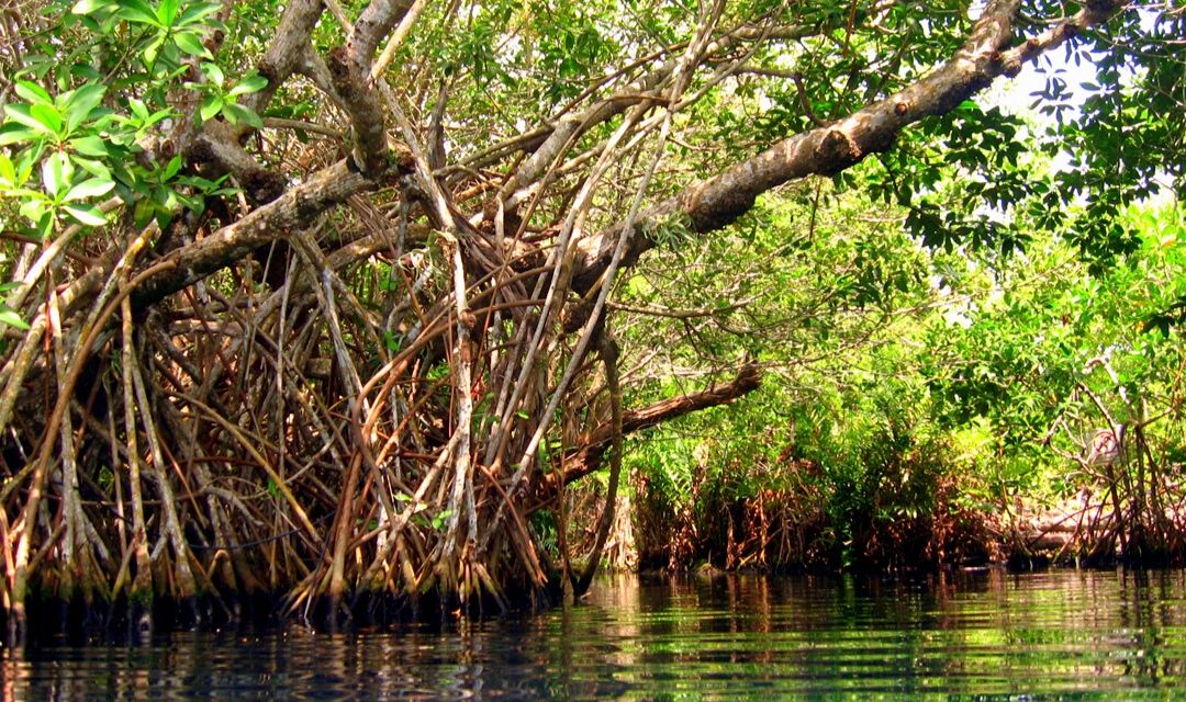 EL MANGLAR ES UN BOSQUE ENTRE EL MAR Y LA TIERRA Grupo Xcaret Sitio