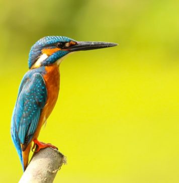 ¡LAS AVES SON LOS ANIMALES MÁS EFICACES Y VARIADOS DEL MUNDO!