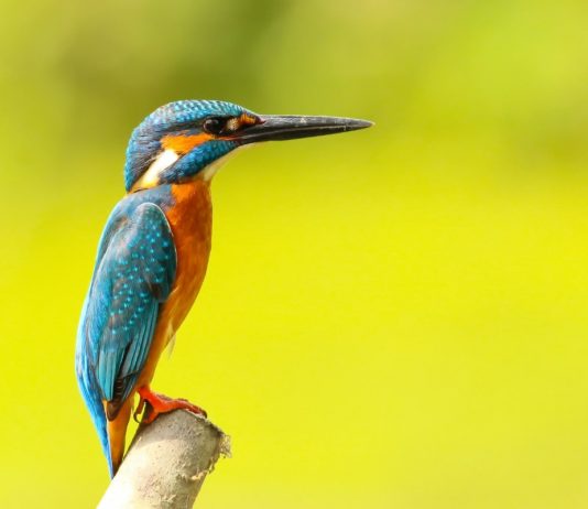 ¡LAS AVES SON LOS ANIMALES MÁS EFICACES Y VARIADOS DEL MUNDO!