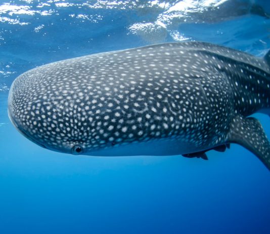 ¡EL TIBURÓN BALLENA ES EL MÁS LARGO Y PESADO DE TODOS LOS PECES!