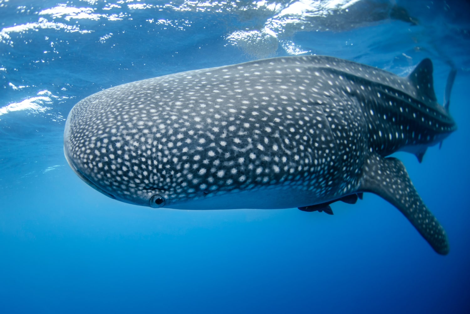 Ballena con puntos blancos