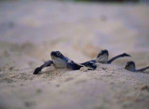 LAS TORTUGAS MARINAS CONVIVIERON CON LOS GRANDES DINOSAURIOS