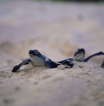 LAS TORTUGAS MARINAS CONVIVIERON CON LOS GRANDES DINOSAURIOS