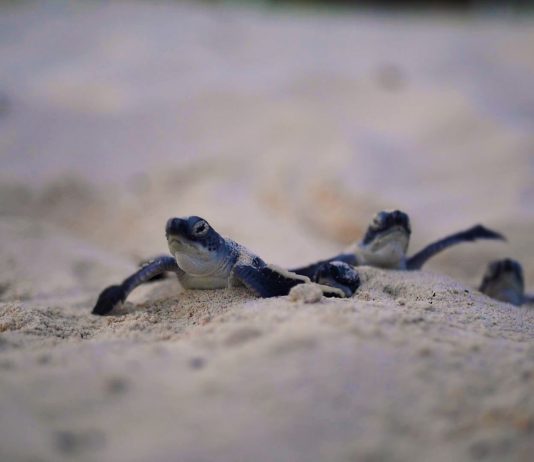 LAS TORTUGAS MARINAS CONVIVIERON CON LOS GRANDES DINOSAURIOS