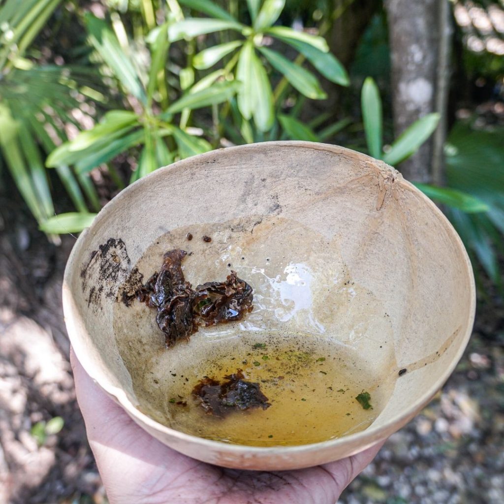 GRUPO XCARET FOMENTA EL CUIDADO DE LA ABEJA MELIPONA