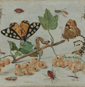 Insectos: ¡Los dueños del planeta Tierra!