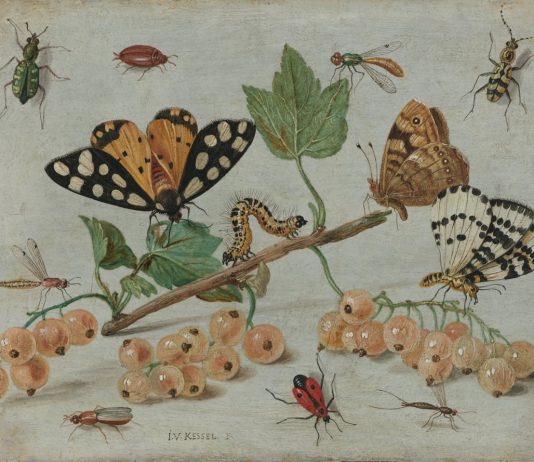 Insectos: ¡Los dueños del planeta Tierra!