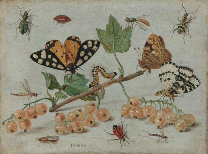 insectos_web