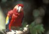 ¿Por qué es tan importante la reciente reintroducción de 16 guacamayas del parque Xcaret en “Aluxes Ecoparque”?