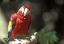 ¿Por qué es tan importante la reciente reintroducción de 16 guacamayas del parque Xcaret en “Aluxes Ecoparque”?
