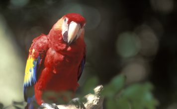 ¿Por qué es tan importante la reciente reintroducción de 16 guacamayas del parque Xcaret en “Aluxes Ecoparque”?