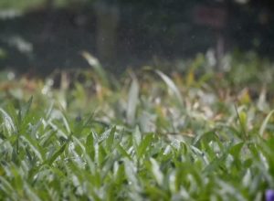 En Grupo Xcaret estamos comprometidos con el Cuidado del Agua