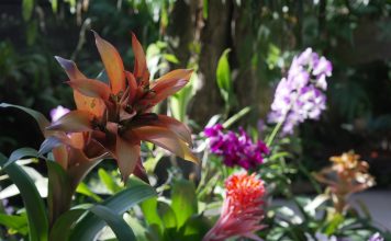 22 DE ABRIL – DÍA INTERNACIONAL DE LA MADRE TIERRA