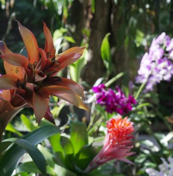 22 DE ABRIL – DÍA INTERNACIONAL DE LA MADRE TIERRA