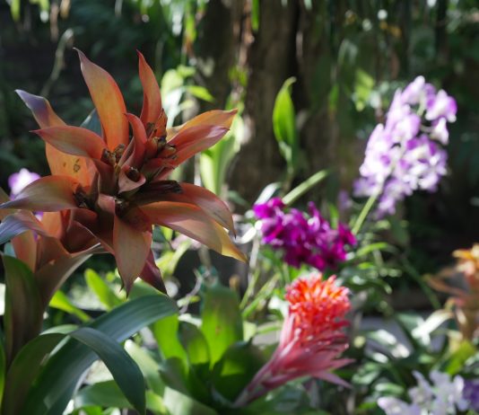 22 DE ABRIL – DÍA INTERNACIONAL DE LA MADRE TIERRA