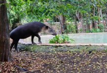 Grupo Xcaret fortalece la conservación de especies endémicas de la península de Yucatán con préstamo de Tapir (Tapirus bairdii) al Parque Zoológico y Botánico La Reina de Tizimín