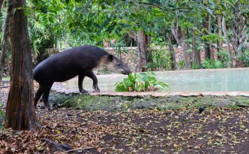 Grupo Xcaret fortalece la conservación de especies endémicas de la península de Yucatán con préstamo de Tapir (Tapirus bairdii) al Parque Zoológico y Botánico La Reina de Tizimín