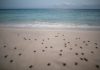 El Programa de Conservación de Tortugas Marinas Riviera Maya – Tulum supera los 20 millones de crías protegidas en 30 años de trabajo continuo