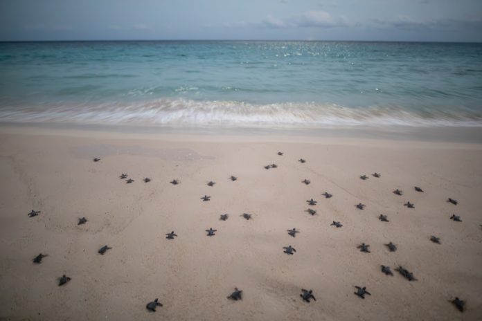 20MTortugas-7